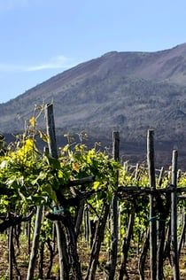 Vesuvius: Wine Tasting