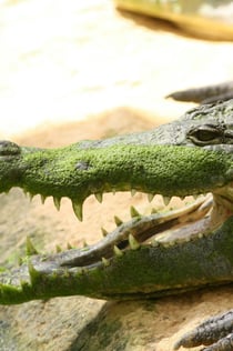 La Ferme aux Crocodiles: Entry Ticket
