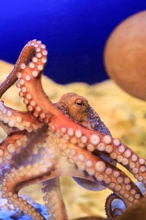 SEA LIFE康斯坦茨水族馆: 门票