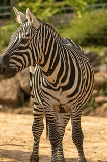 Colchester Zoo: Entry Ticket