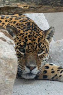 Zoo Koki: Entry Ticket