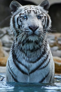 La Barben Animal Park