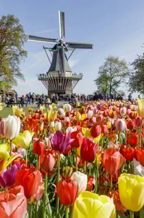 Tulip Festival Card