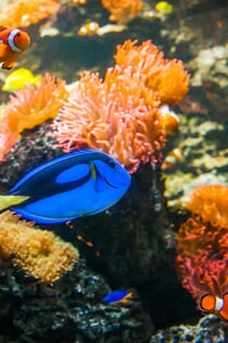 SEA LIFE Weymouth: Entry Ticket