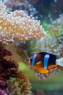 O Aquário Nacional Abu Dhabi: Bilhete de entrada