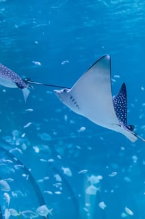 O Aquário Nacional de Abu Dhabi: Passe de acesso total