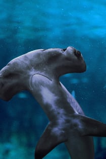 O Aquário Nacional de Abu Dhabi: Pacote VIP