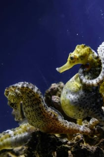 Grove Aquarium: Entry Ticket