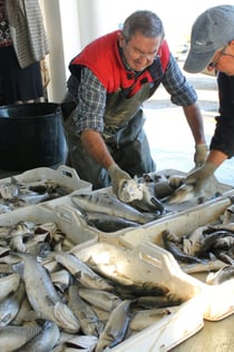 Zwiedź Delta z przewodnikiem samochodem