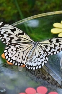 두바이 나비 정원: 입장권