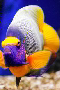 Oniria Aquarium: Entry Ticket