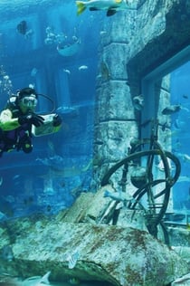 두바이 수족관 및 수중 동물원: 올 액세스 패스