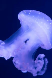 Aquarium de Paris: Annual Pass