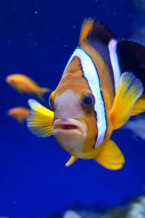 Aquarium of Naples: Entry Ticket
