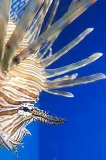 Aquarium of Naples: Entry Ticket