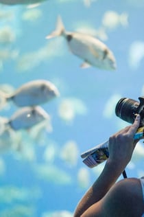 Palma Aquarium: Eintrittskarte + Transfer von Alcudia - Puerto Pollensa
