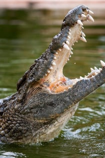 두바이 악어 공원: 입장권