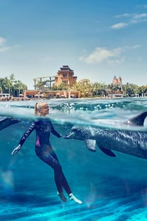 아쿠아벤처: 입장권 + 아틀라스 빌리지 돌고래 수영