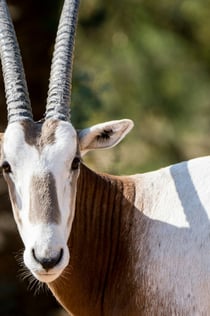 두바이 사파리 파크: 입장권 + 사파리 여행