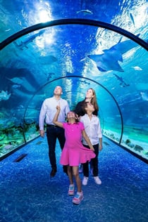 O Aquário Nacional Abu Dhabi: Entrada + Pixoul Gaming + A aventura em Adrenark
