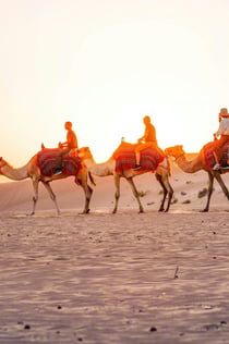 Abu Dhabi: Excursão matinal de safári no deserto