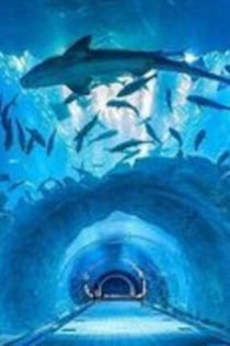 두바이 수족관 & 수중 동물원: 펭귄 코브 & 보육원 체험