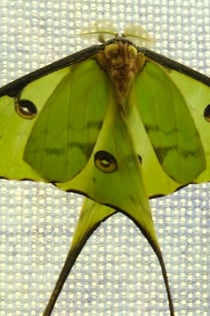 Krakow: Museum of the Living Butterfly
