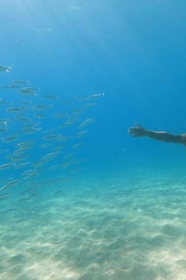 Es Trenc & Es Cargol: Segeltörn + Mittagessen oder Abendessen