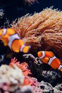 Oceanário di Lisbona e Monastero dos Jerónimos: Ingresso + App per audioguida