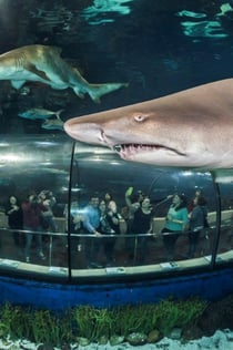 Aquarium de Barcelona: Entrada sin colas