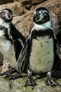 Aquarium de Barcelona: Entrada sin colas