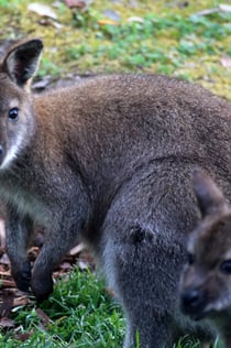 テーマパークオルトレマーレ: 入場券
