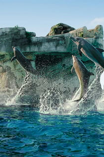 テーマパークオルトレマーレ: 入場券