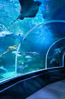 SEA LIFE Berlin: Entry Ticket