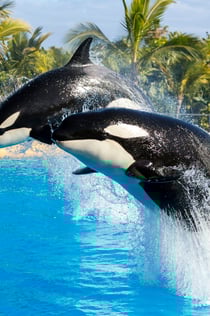 Loro Parque: Εισιτήριο εισόδου