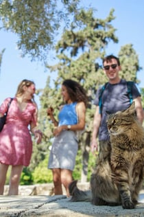 Acropolis: Entry + Guided Tour