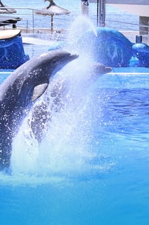 Marineland Mallorca: Biglietto saltafila