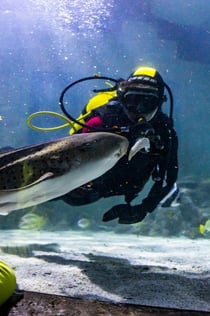 SEA LIFE Porto: Eintrittskarte