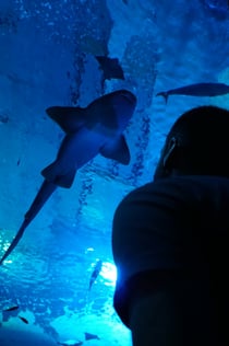 Sevilla Aquarium: Entrébiljett