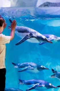 SEA LIFE London: Entry Ticket