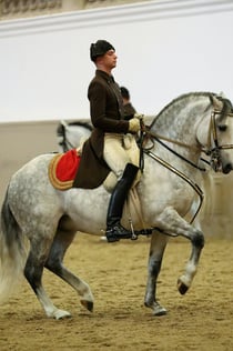 Lipizzaner Performance på den spanske rideskole