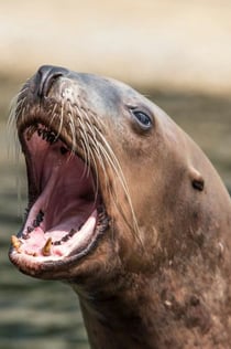 Dolfinarium: Entry Ticket