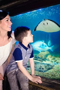 SEA LIFE BLANKENBERGE: Entrébiljett