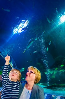 SEA LIFE BLANKENBERGE: Entrébiljett