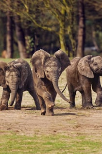 Safaripark Beekse Bergen