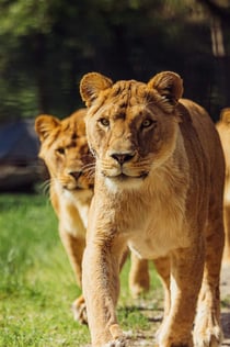 Safaripark Beekse Bergen