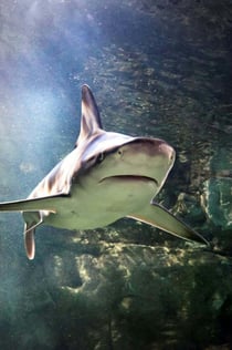 SEA LIFE Brighton: Standard Ticket