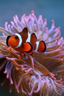SEA LIFE Paris Aquarium