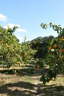 Kolymbethra Garden & Hypogea: Guided Tour
