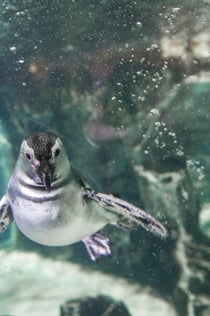 Aquarium de Gênes et croisière d'observation des baleines